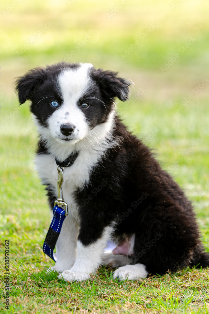 Cute Border Collie puppy with one blue eye and one brown eye sitting on green lawn at puppy training class