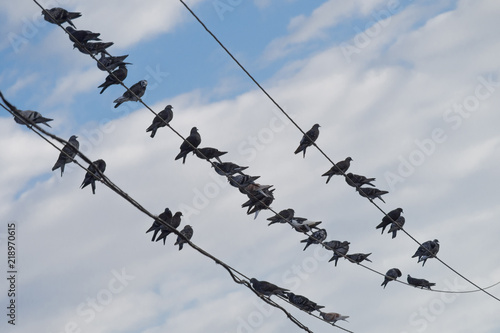 a flock of city birds on wires