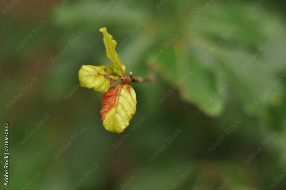détail macro de feuilles jeunes de hêtre et bourgeon détail macro de feuilles jeunes de hêtre et bourgeon