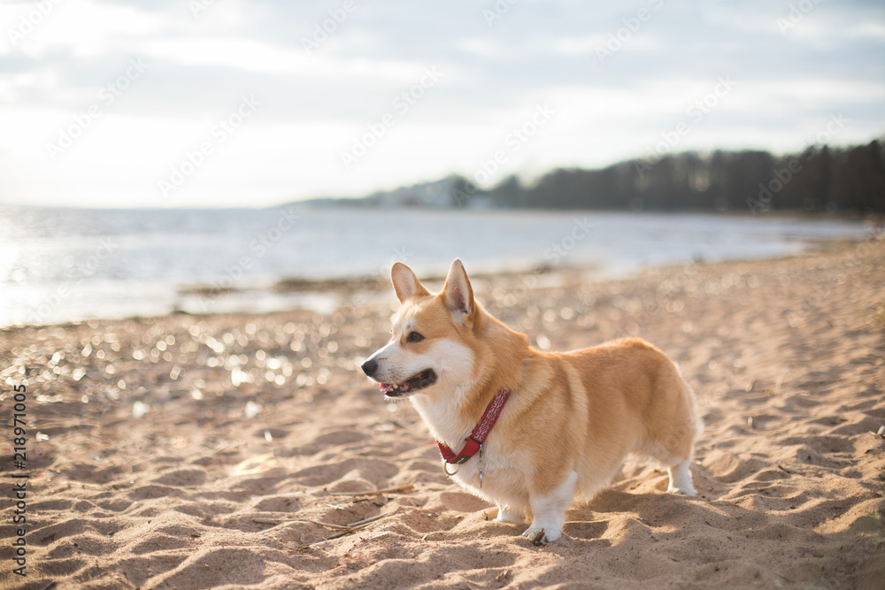 Happy dog on the beach Sunny day Welsh Corgi Pembroke