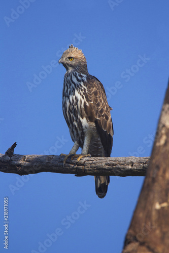 Changeable hawk-eagle, Nisaetus cirrhatus. Corbett Tiger Reserve, Uttarakhand, India