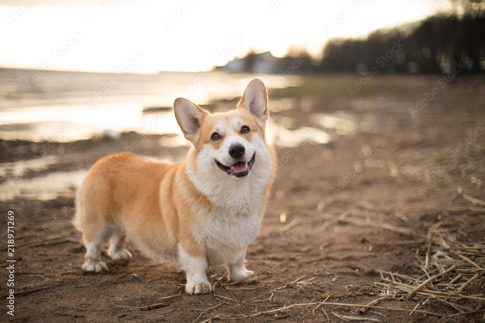 Happy dog on the beach Sunset Welsh Corgi Pembroke Happy dog on the beach Sunset Welsh Corgi Pembroke