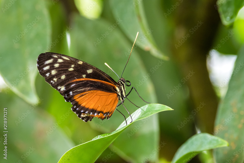 Goldener Hekale - Heliconius hecale Goldener Hekale - Heliconius hecale