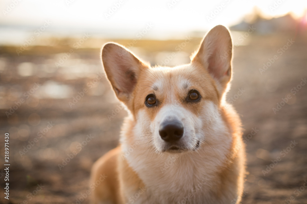 Dog portrait Sunset Welsh Corgi Pembroke Dog portrait Sunset Welsh Corgi Pembroke