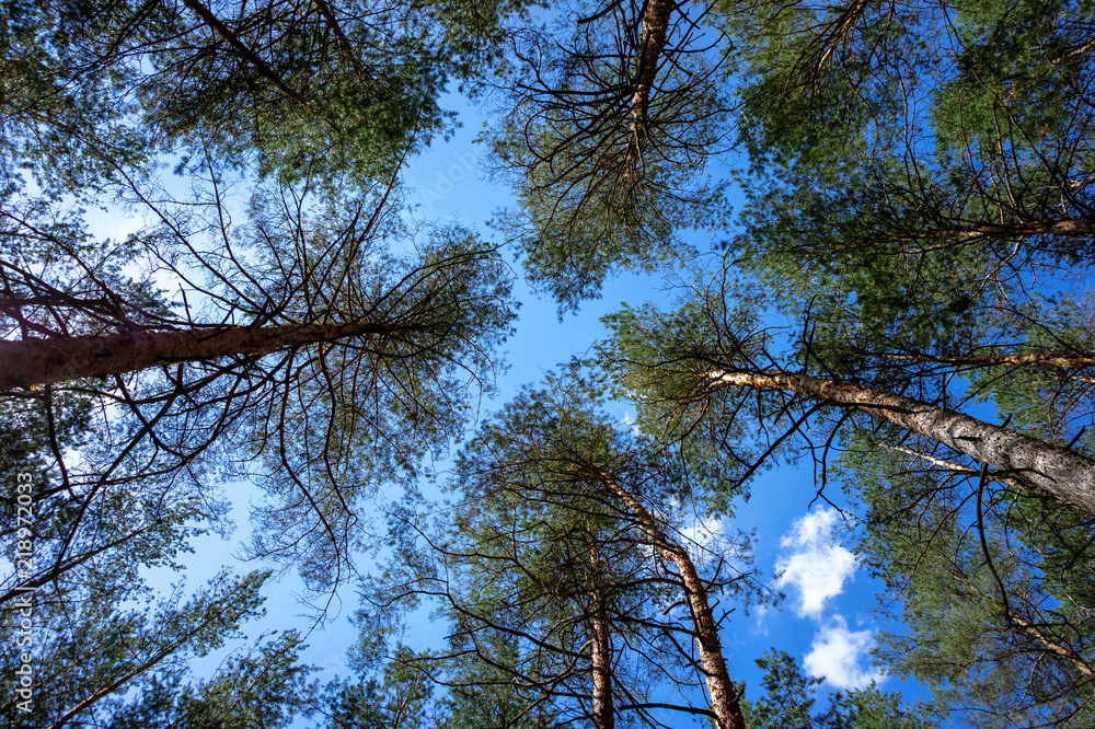 Fototapeta premium Tops of pine trees in the forest