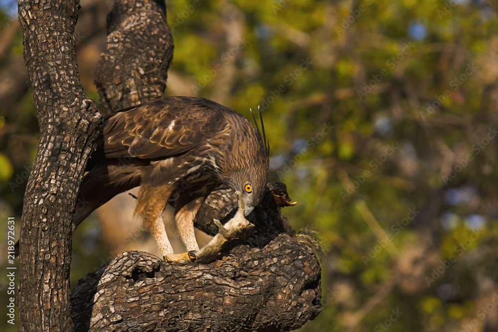Changeable hawk-eagle, Nisaetus cirrhatus, Panna Tiger Reserve, Madhya Pradesh, India