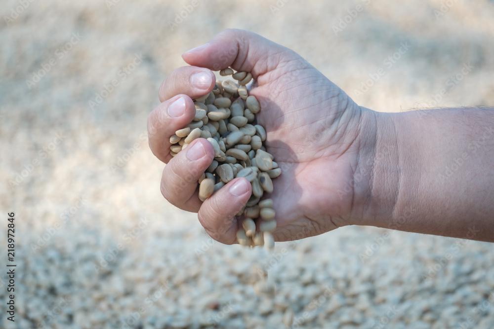 Coffee beans mannually quality control by hand Coffee beans mannually quality control by hand