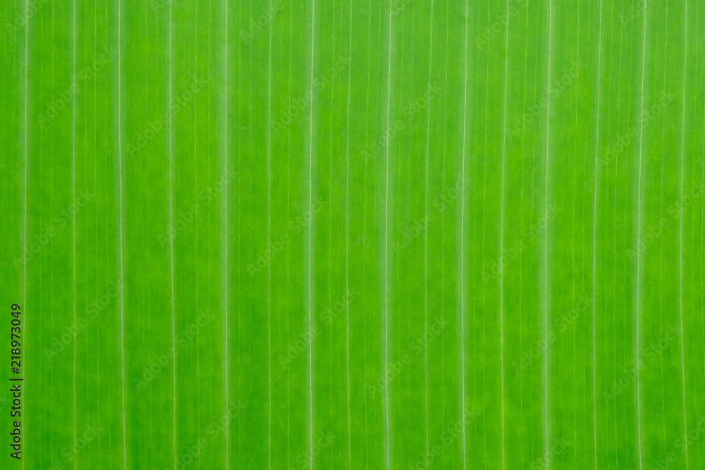 pattern for banana leaf pattern for banana leaf