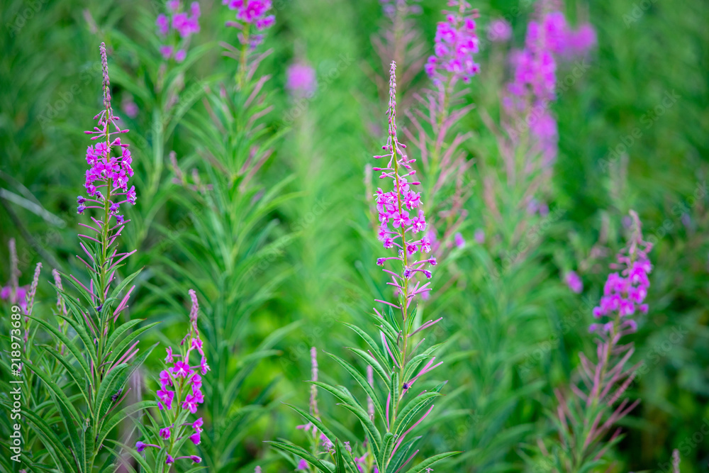fireweed growing on a seaside cliffside in coastal Oregon in the Pacific Northwest USA fireweed growing on a seaside cliffside in coastal Oregon in the Pacific Northwest USA