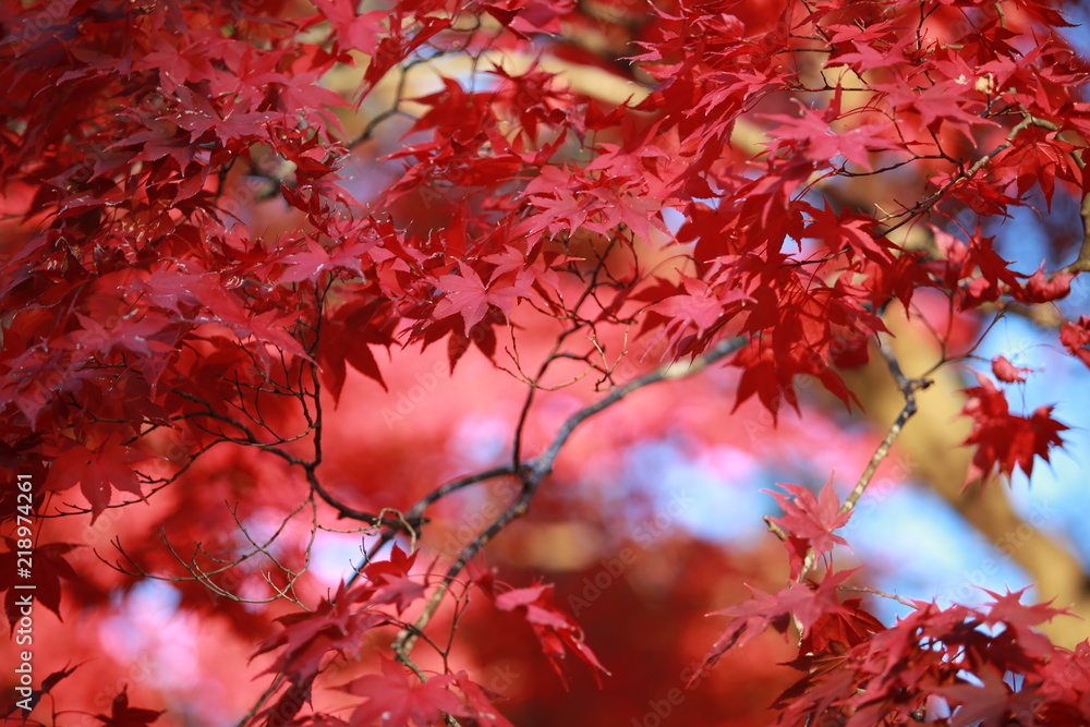 autumn hue leaves in kyoto autumn hue leaves in kyoto