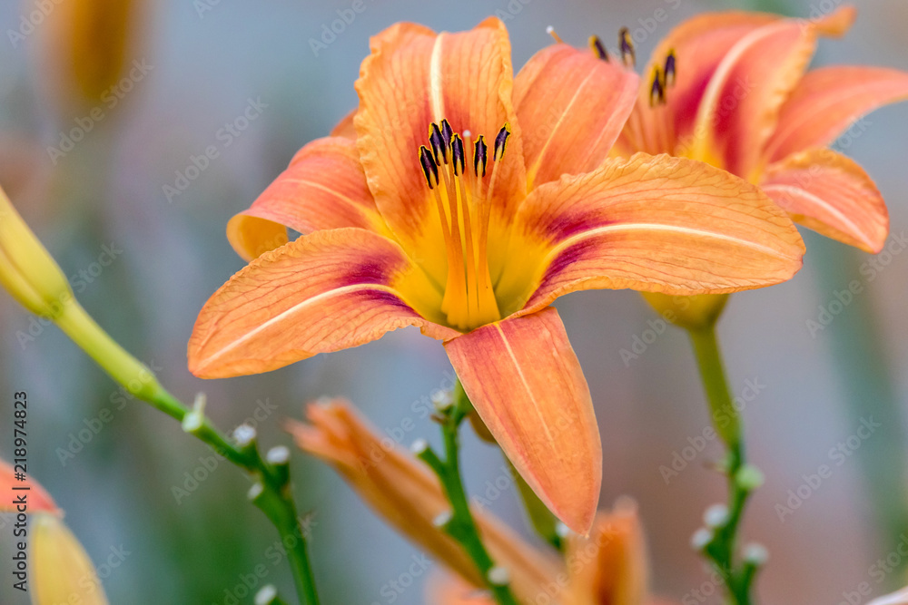beautiful orange lily flower in the garden beautiful orange lily flower in the garden