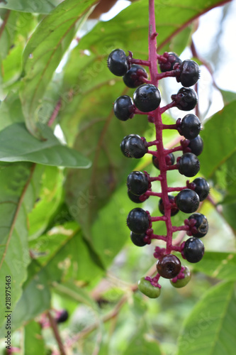 ripe pokeweed berries