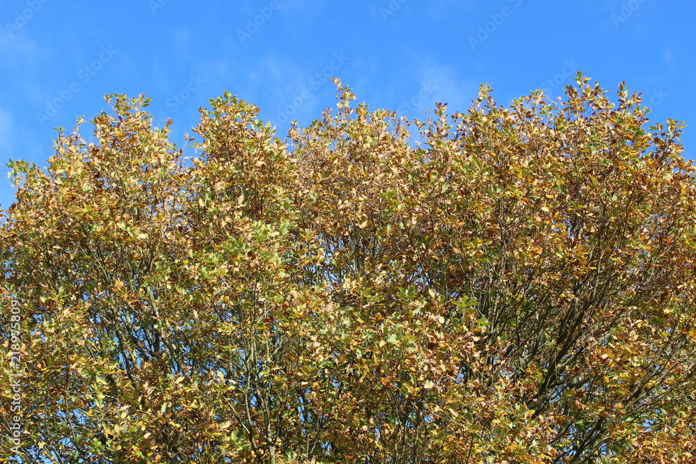 yellow flowers on background of blue sky and clouds yellow flowers on background of blue sky and clouds