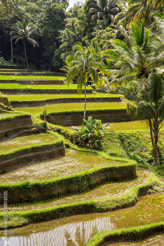 Hillside with rice farming. World's most beautiful mountains landscapes shape in nature. Typical Asian green cascade rice field terraces paddies. Ubud, Bali, Indonesia. Same as Guillin, China.
