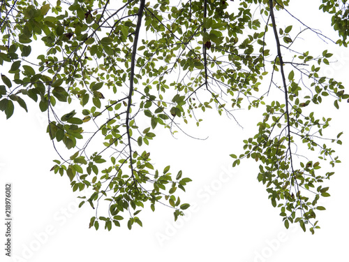 green treetop isolated on white background