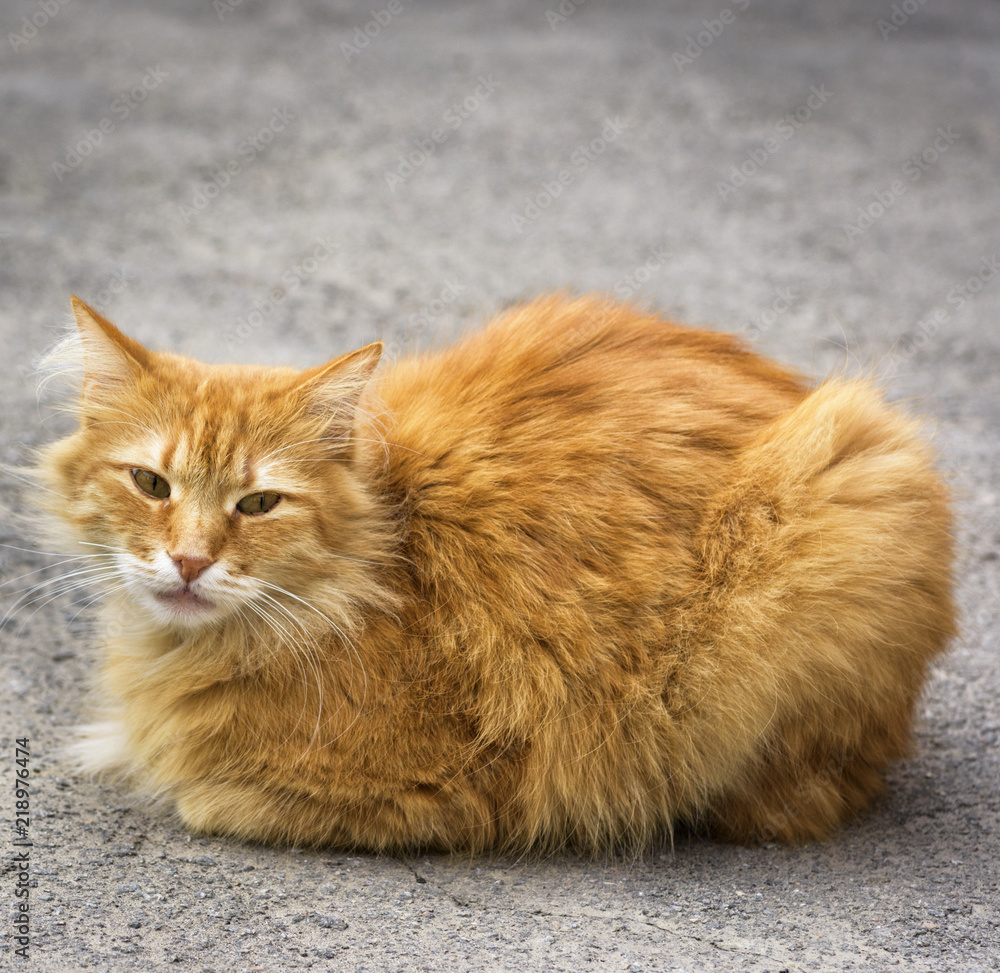 big red cat sitting on the asphalt big red cat sitting on the asphalt
