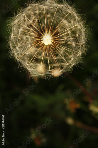 Fluffy Dandelion close up