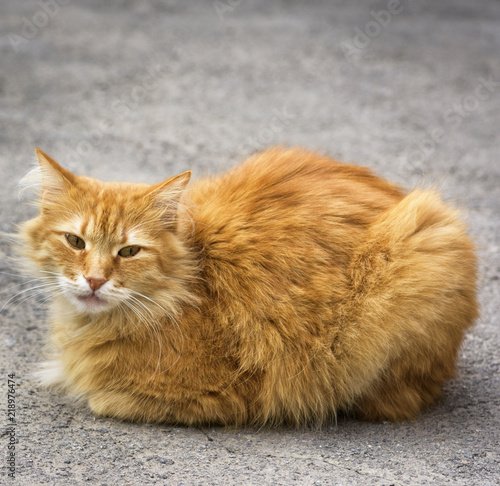 big red cat sitting on the asphalt