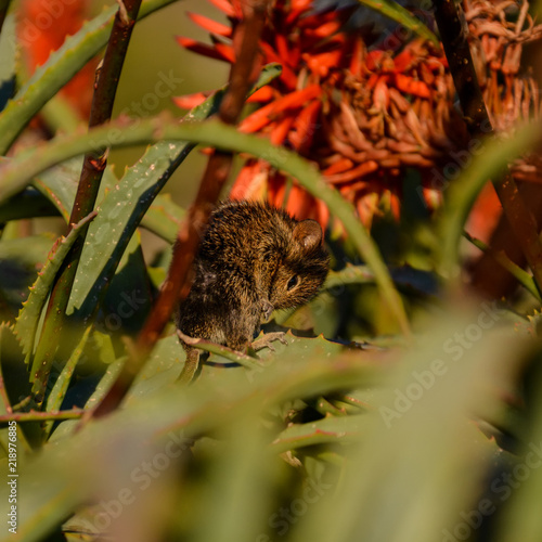 Four-striped Grass Mouse