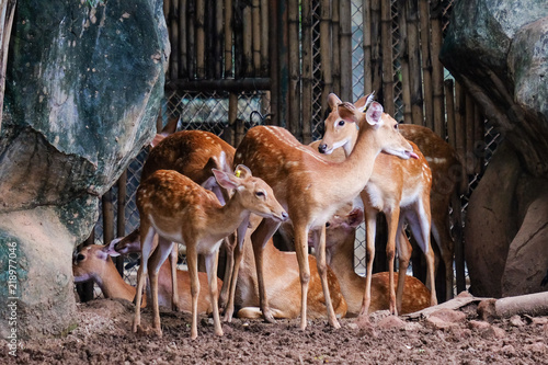 The beautiful deer in nature (wildlife) for animal background or texture.