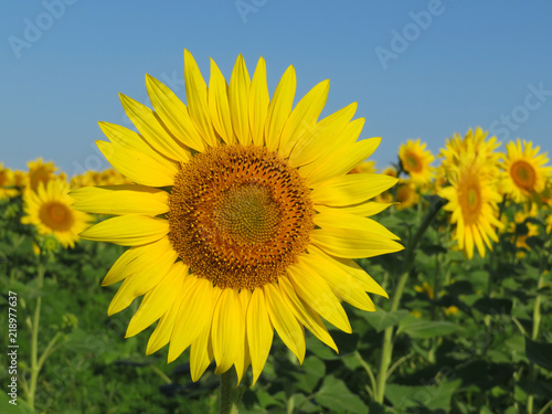 Blooming sunflowers on clear blue sky background. Sunflowers field in sunny day  picturesque summer landscape