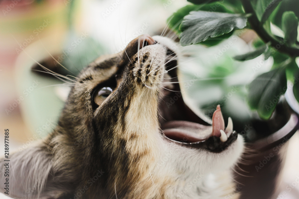 cute cat  yawning and licking with funny emotions sitting at plant at window sill at home