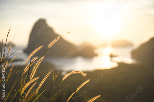 Grass flower in warm yellow sun light, brown wildflowers, morning sunlight, the natural background.