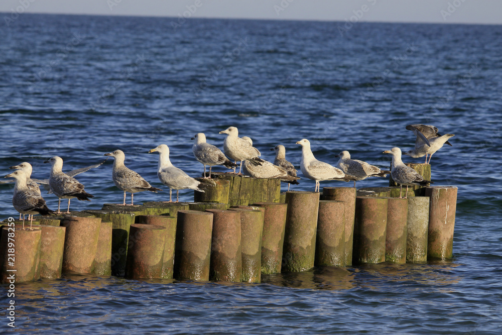Naklejka premium Heringsmöwe (Larus fuscus)