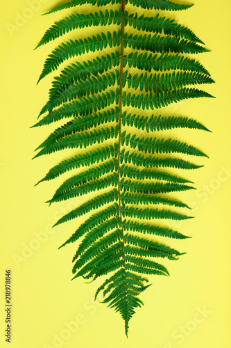 Green fern leaf on yellow background with copy space. Top view.