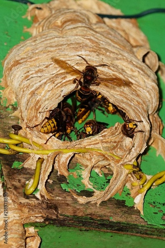 Hornet's nest in the summer at a bird house photo