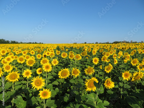 Sunflowers field and clear blue sky. Blooming sunflowers in sunny day, picturesque summer landscape