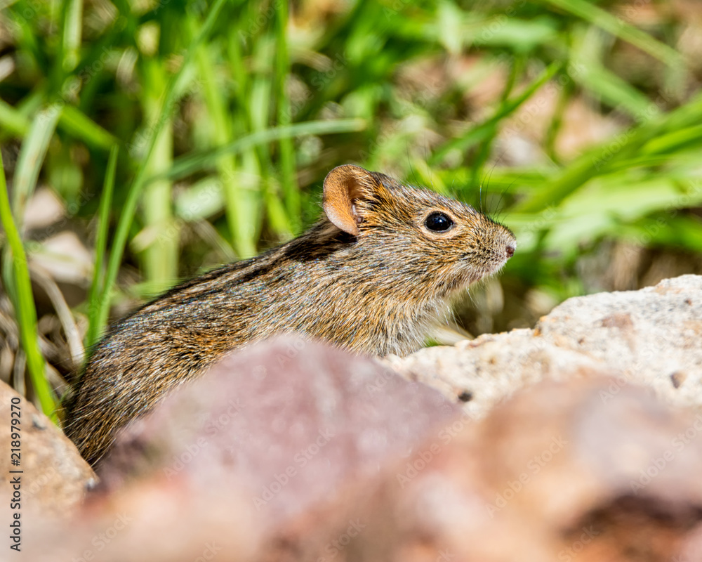 Four-striped Grass Mouse Four-striped Grass Mouse