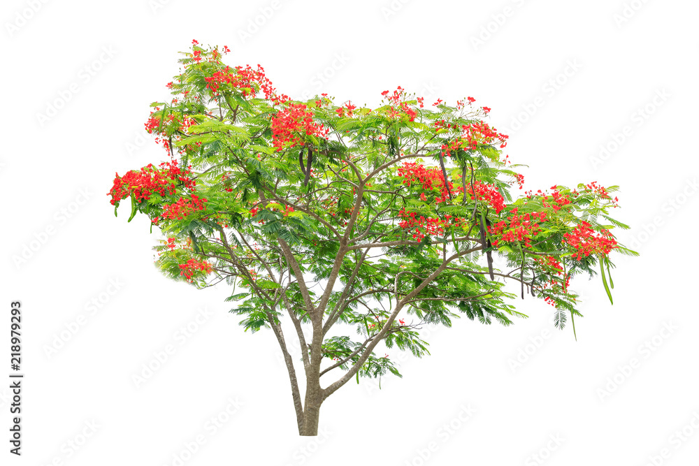 Flam-boyant, Flame Tree, or Royal Poinciana on white background