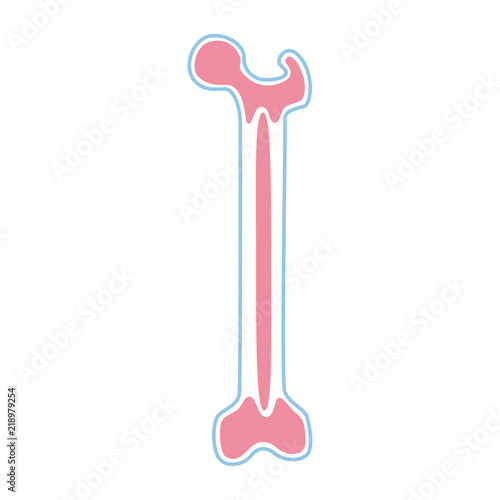 Vector illustration of bone marrow