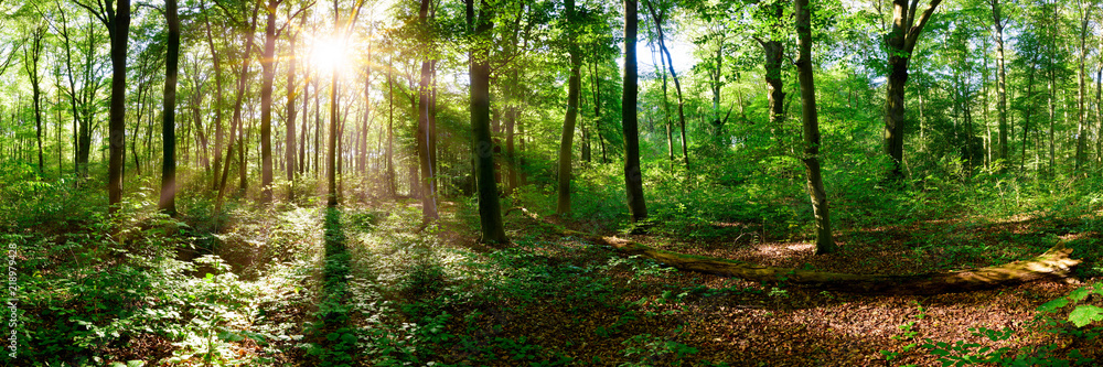 Fototapeta premium Beautiful forest panorama in Summer with bright sun shining through the trees