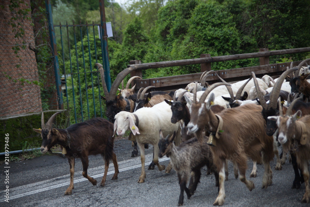 custom made wallpaper toronto digitalFiera