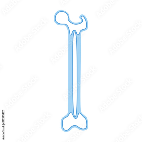 Vector illustration of bone marrow
