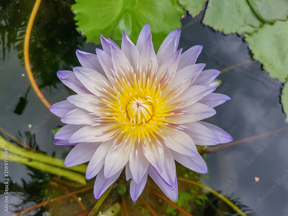 Beautiful water lily flower with Yellow Pollen on white background. Beautiful water lily flower with Yellow Pollen on white background.
