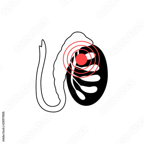 Male reproductive system. Vector illustration  