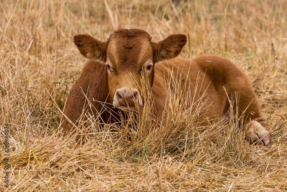 Fototapeta premium Cows in the fields of Salamanca, Spain