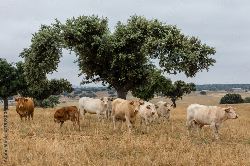 Cows in the fields of Salamanca, Spain
