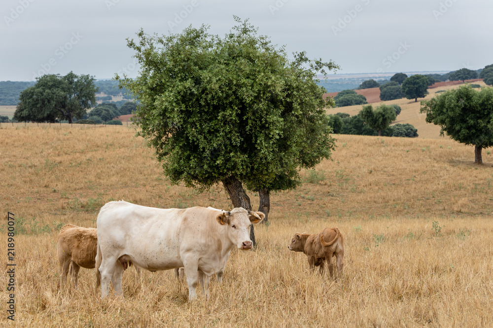 Cows in the fields of Salamanca, Spain Cows in the fields of Salamanca, Spain