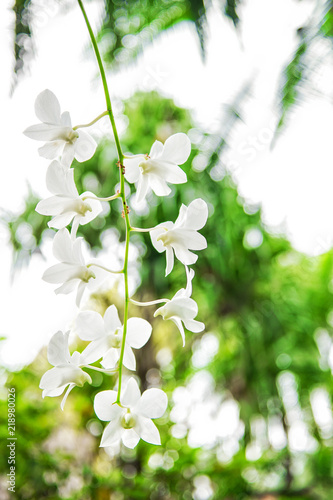 White orchid flower green tropical plants