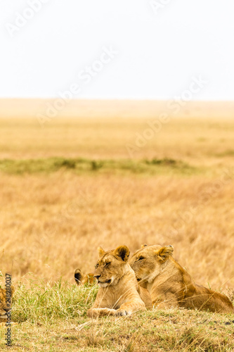 A group of young lionesses rest in the savannah. Masai Mara, Africa