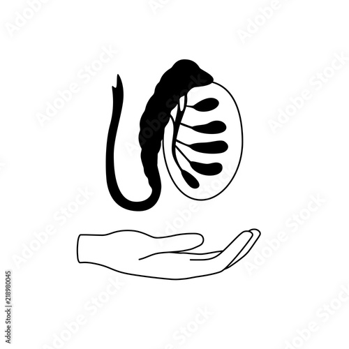 Male reproductive system. Vector illustration  