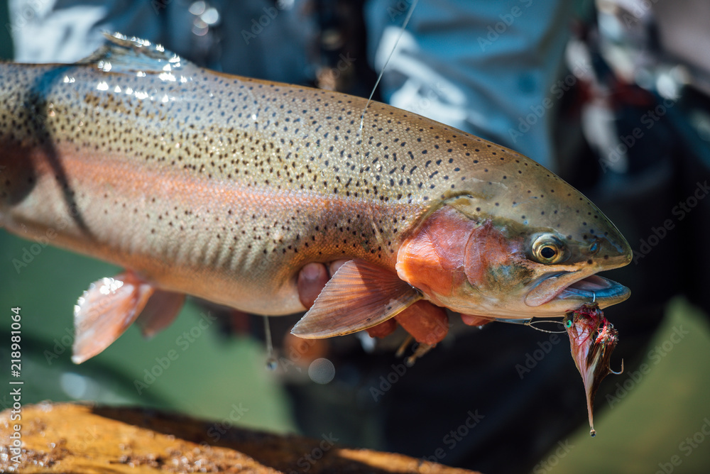 Fly Fishing for Trout Fly Fishing for Trout