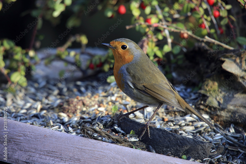 Rotkehlchen (Erithacus rubecula) Rotkehlchen (Erithacus rubecula)