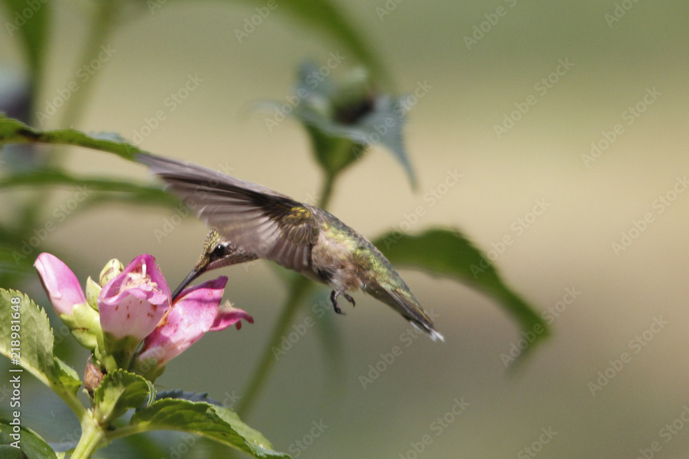 Fototapeta premium Sweet Nector