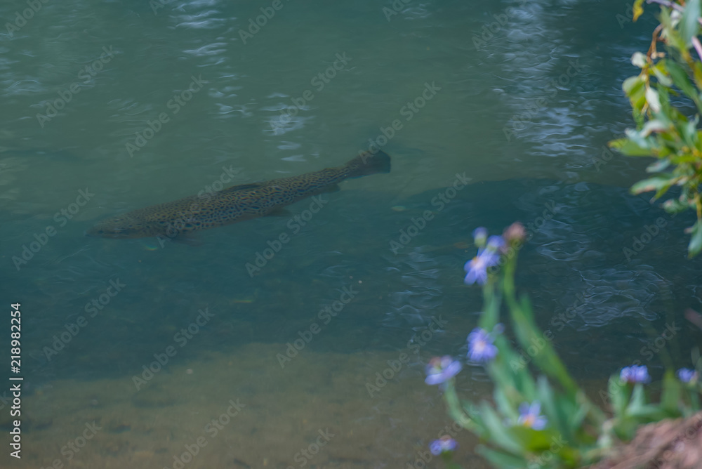 Fototapeta premium Trout in Clear Mountain River