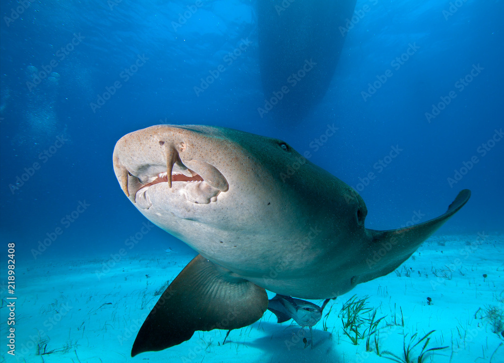 custom made wallpaper toronto digitalClose up of a Nurse shark.